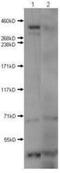 Huntingtin antibody, NBP1-44266, Novus Biologicals, Western Blot image 