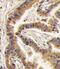 Casein Kinase 1 Alpha 1 antibody, PA5-14294, Invitrogen Antibodies, Immunohistochemistry frozen image 