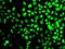 Replication Protein A3 antibody, GTX65893, GeneTex, Immunofluorescence image 