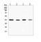 Gap Junction Protein Alpha 1 antibody, A00599, Boster Biological Technology, Western Blot image 