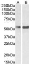 Polypyrimidine Tract Binding Protein 1 antibody, 46-243, ProSci, Immunofluorescence image 