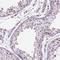 TATA-Box Binding Protein Like 1 antibody, NBP2-49671, Novus Biologicals, Immunohistochemistry frozen image 