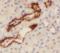 NCK Associated Protein 5 Like antibody, FNab04547, FineTest, Immunohistochemistry frozen image 