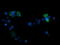 Mitogen-Activated Protein Kinase 13 antibody, LS-C174519, Lifespan Biosciences, Immunofluorescence image 