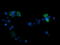 p38 MAPK antibody, LS-C174519, Lifespan Biosciences, Immunofluorescence image 