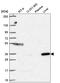 ORAI Calcium Release-Activated Calcium Modulator 1 antibody, HPA061823, Atlas Antibodies, Western Blot image 