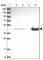 Fumarylacetoacetate Hydrolase antibody, HPA041370, Atlas Antibodies, Western Blot image 