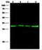 Galectin 3 antibody, GTX02017, GeneTex, Western Blot image 