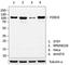 Forkhead Box O3 antibody, 686302, BioLegend, Western Blot image 