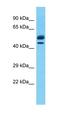 EBF Transcription Factor 2 antibody, orb329938, Biorbyt, Western Blot image 