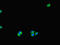 UV Radiation Resistance Associated antibody, LS-C682273, Lifespan Biosciences, Immunofluorescence image 