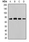 WD Repeat Domain 48 antibody, orb341184, Biorbyt, Western Blot image 