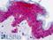 Syndecan 1 antibody, LS-B4762, Lifespan Biosciences, Immunohistochemistry frozen image 