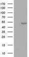 Flap Structure-Specific Endonuclease 1 antibody, NBP2-45640, Novus Biologicals, Western Blot image 