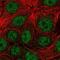 Neurobeachin Like 1 antibody, NBP2-33553, Novus Biologicals, Immunofluorescence image 