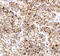 BCL2 Interacting Killer antibody, AF5474, R&D Systems, Immunohistochemistry paraffin image 