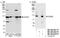 DEAD-Box Helicase 23 antibody, NB100-2223, Novus Biologicals, Western Blot image 