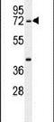 Serine Active Site Containing 1 antibody, PA5-24288, Invitrogen Antibodies, Western Blot image 