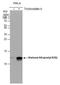 Histone Cluster 4 H4 antibody, NBP2-42858, Novus Biologicals, Western Blot image 