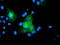 USP54 antibody, M12836, Boster Biological Technology, Immunofluorescence image 