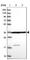 Calponin 2 antibody, HPA049095, Atlas Antibodies, Western Blot image 