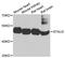 Staufen Double-Stranded RNA Binding Protein 2 antibody, MBS128930, MyBioSource, Western Blot image 