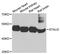 Double-stranded RNA-binding protein Staufen homolog 2 antibody, MBS128930, MyBioSource, Western Blot image 