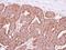 Peptidylprolyl Isomerase F antibody, NBP2-15079, Novus Biologicals, Immunohistochemistry frozen image 