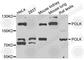 DNA Polymerase Kappa antibody, A6122, ABclonal Technology, Western Blot image 