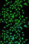 Claudin 7 antibody, LS-C331839, Lifespan Biosciences, Immunofluorescence image 