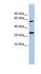 Protein FAM26A antibody, NBP1-70484, Novus Biologicals, Western Blot image 