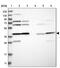 Eukaryotic Translation Initiation Factor 3 Subunit H antibody, PA5-54699, Invitrogen Antibodies, Western Blot image 