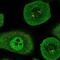 RuvB Like AAA ATPase 2 antibody, NBP2-57593, Novus Biologicals, Immunofluorescence image 