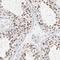 Non-SMC Condensin I Complex Subunit H antibody, NBP1-88346, Novus Biologicals, Immunohistochemistry frozen image 