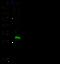 Cytotoxic T-Lymphocyte Associated Protein 4 antibody, GTX02520, GeneTex, Western Blot image 