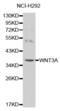 Wnt Family Member 3A antibody, abx000791, Abbexa, Western Blot image 
