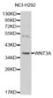 Protein Wnt-3a antibody, abx000791, Abbexa, Western Blot image 