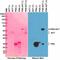 Kallikrein Related Peptidase 3 antibody, M01505-2, Boster Biological Technology, Western Blot image 