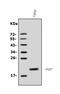 FGF7 antibody, A01931-1, Boster Biological Technology, Western Blot image 