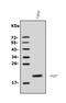 Fibroblast Growth Factor 7 antibody, A01931-1, Boster Biological Technology, Western Blot image 