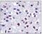 C-X3-C Motif Chemokine Ligand 1 antibody, NBP1-49539, Novus Biologicals, Immunohistochemistry paraffin image 