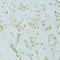 X-box-binding protein 1 antibody, LS-C749644, Lifespan Biosciences, Immunohistochemistry frozen image 