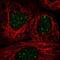 Transformer 2 Alpha Homolog antibody, NBP2-13473, Novus Biologicals, Immunofluorescence image 