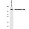 Apolipoprotein B antibody, MAB4124, R&D Systems, Western Blot image 