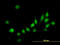 Antioxidant 1 Copper Chaperone antibody, LS-C196711, Lifespan Biosciences, Immunofluorescence image 