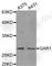 GAR1 Ribonucleoprotein antibody, A5984, ABclonal Technology, Western Blot image 