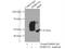 Homeobox Containing 1 antibody, 16123-1-AP, Proteintech Group, Immunoprecipitation image 