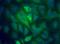 Sequestosome 1 antibody, NBP1-42822, Novus Biologicals, Immunofluorescence image 