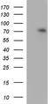 Calcium Voltage-Gated Channel Auxiliary Subunit Beta 2 antibody, TA590334, Origene, Western Blot image 