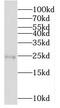 MOB Family Member 4, Phocein antibody, FNab05261, FineTest, Western Blot image 